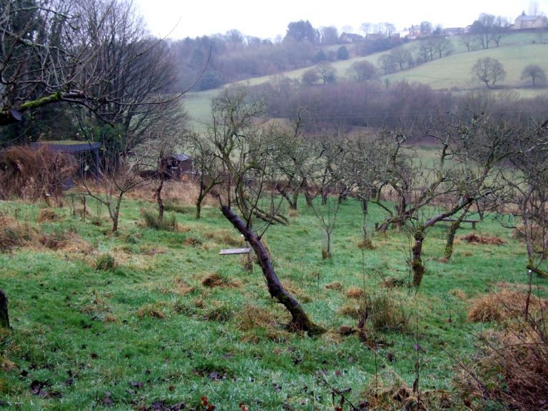 Winter Pruning Apple Trees? Watch This.