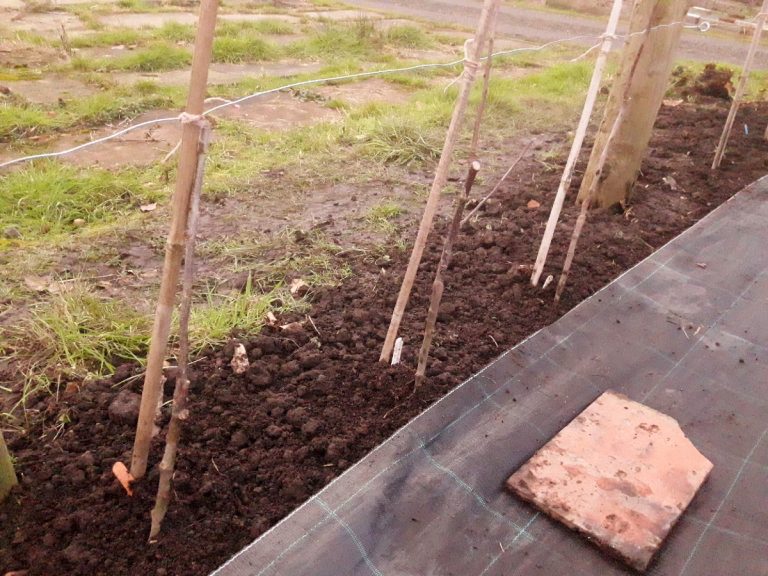 Planting Up More Cordon Apple Trees