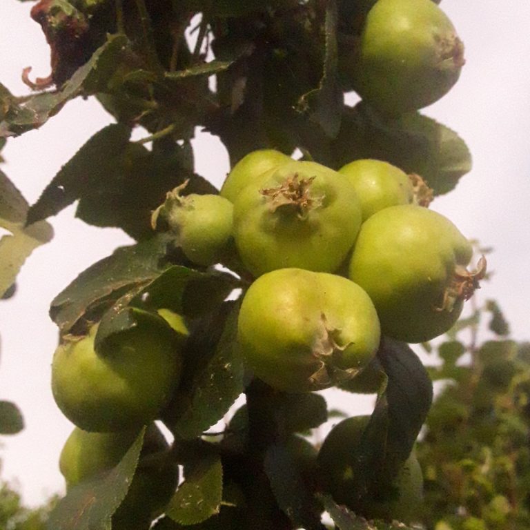 Fruit Thinning in Action – Thinned vs Un-Thinned Apples