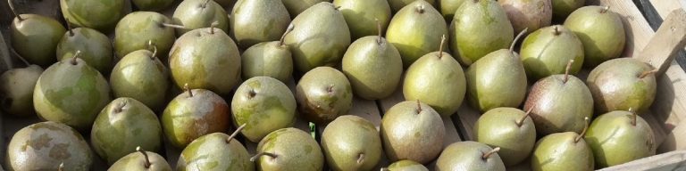 A Few Notes on Palladius’s c.420 Recipe for ‘Liquamen Ex Piris’