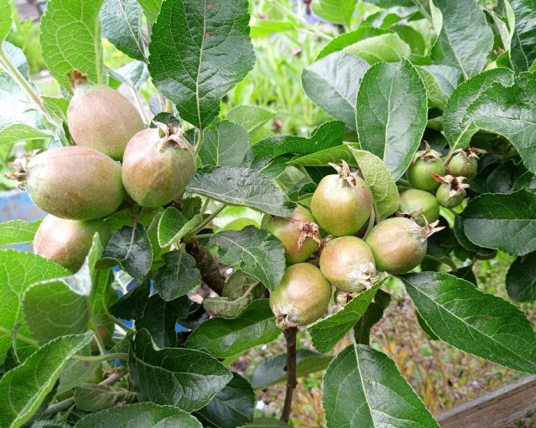 Essential Orchard Work for Early Summer