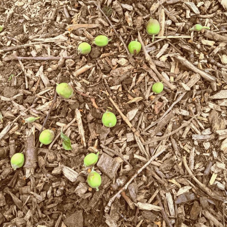 Top-Fruit Thinning Season is Here Again