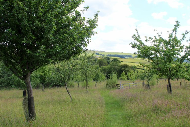 Orchard Visit: Prospect Orchard, Llanidloes, Powys