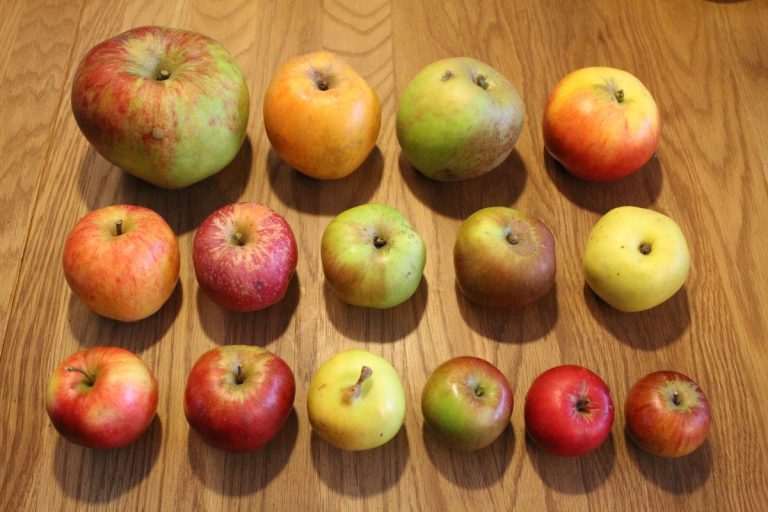 Harvest 2022 – Top Fruit from the Allotment Orchard
