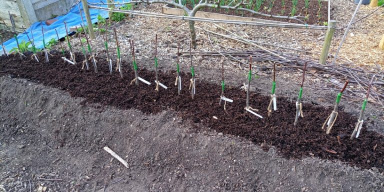 Hügelkultur in the Orchard Nursery