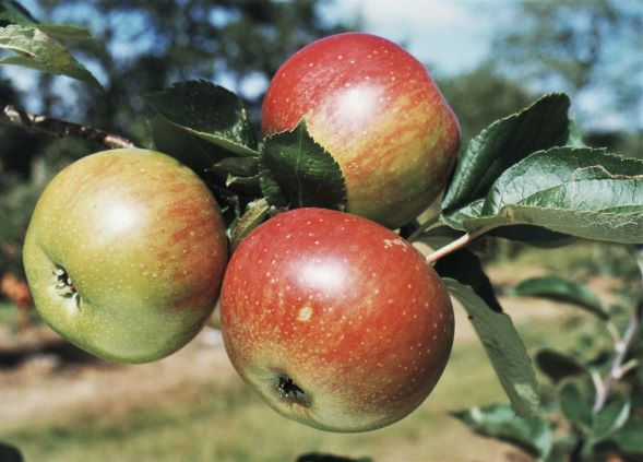 Apple 'Striped Beefing' via East of England Apples & Orchards Project