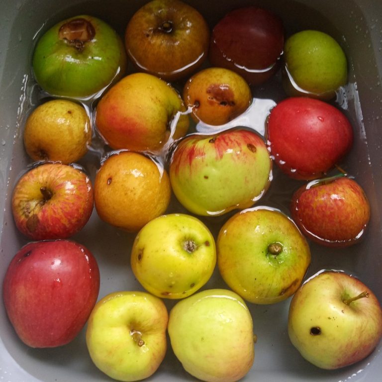 My Fruit Harvest Highlights – 2023 Edition