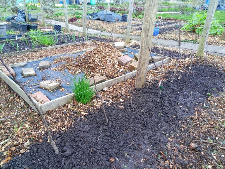 More Cordons! This Year’s New Apple Trees Are In