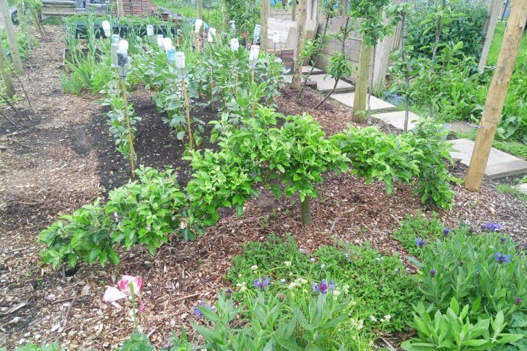 Stepover Apple Tree Update – Spring 2024 Edition