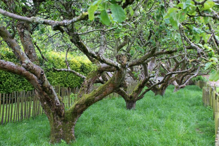 Orchard Visit: Killruddery House and Gardens, Bray, Co. Wicklow