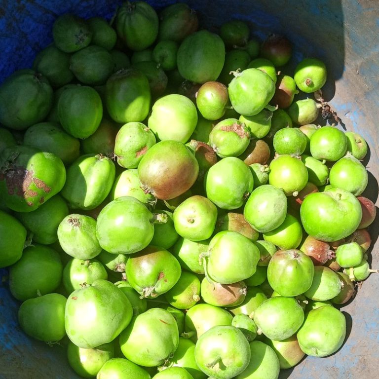 How To: Turn Unripe Apples into Pectin Stock