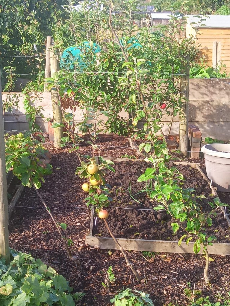 Cordon Apple Tree Update – Late Summer 2024 Edition