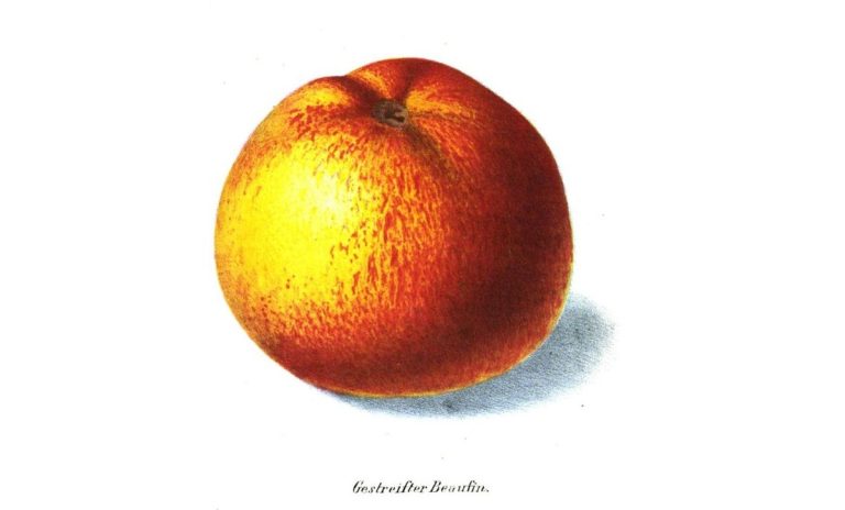 The ‘Beefing’ Apples Story, Chapter Two, Part Three is Now Live