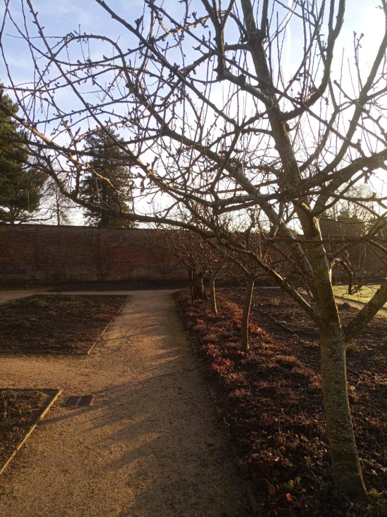 A row of mature apple trees, lit by the winter sun, in the kitchen garden at National Trust Quarry Bank.
