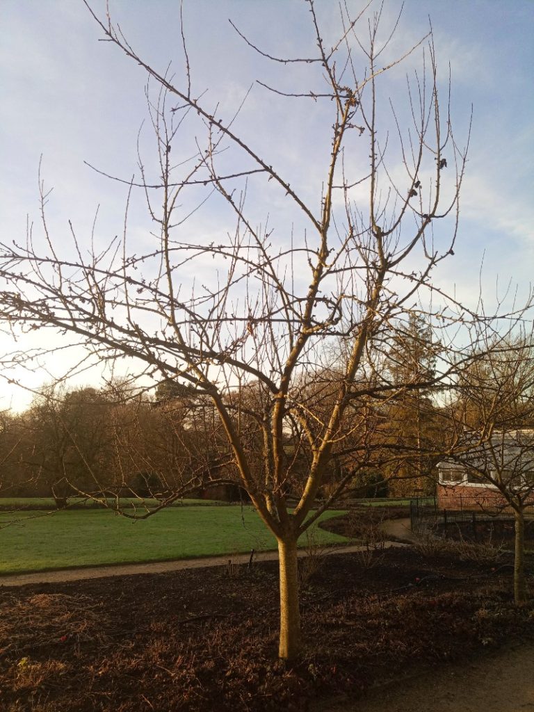 A single mature apple tree, lit by the winter sun, in the kitchen garden at National Trust Quarry Bank.