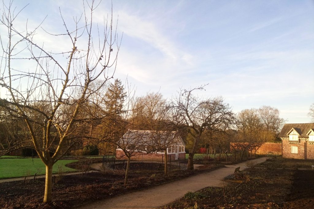 A row of mature apple trees, lit by the winter sun, in the kitchen garden at National Trust Quarry Bank.