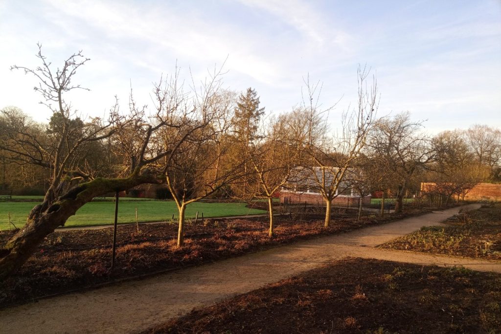 A row of mature apple trees, lit by the winter sun, in the kitchen garden at National Trust Quarry Bank.