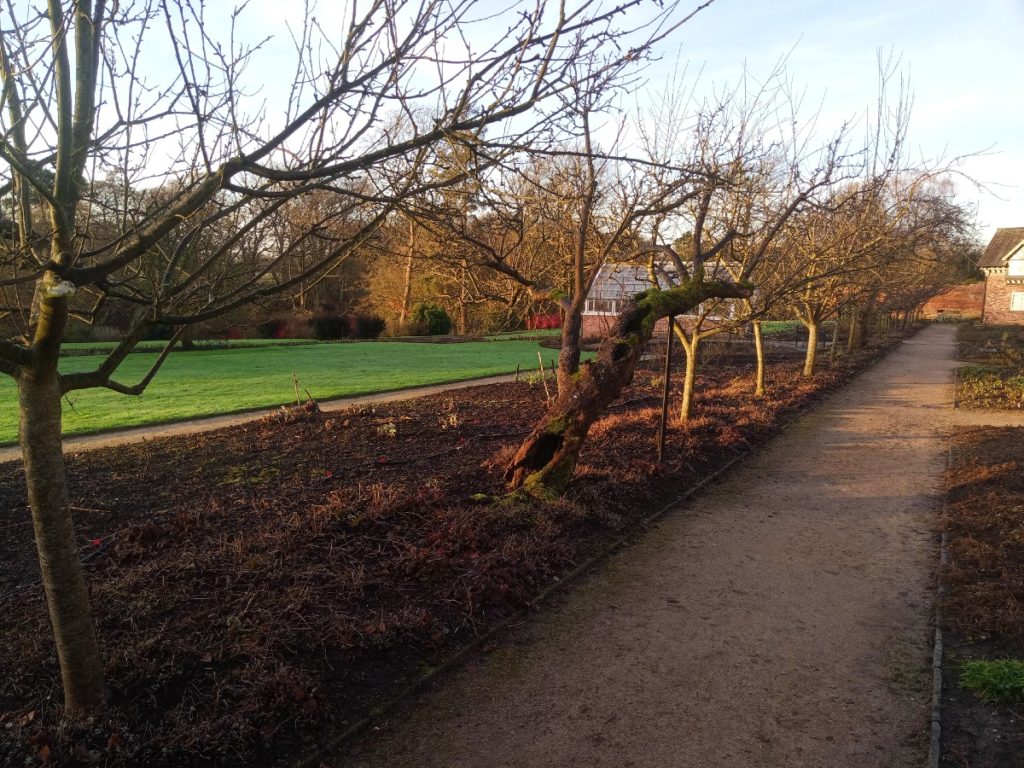 A row of mature apple trees, lit by the winter sun, in the kitchen garden at National Trust Quarry Bank.