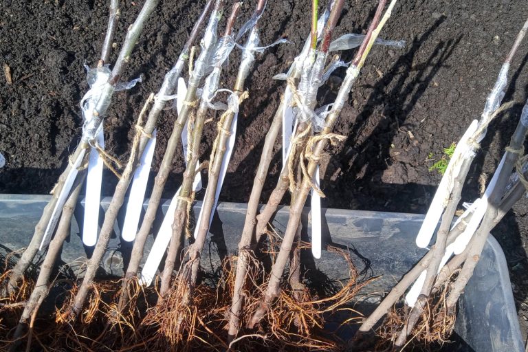 A Few Notes on My Apple Grafting Plans, 2026 Edition