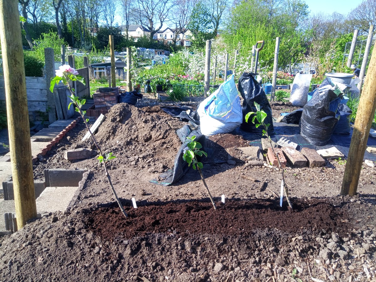April 2025 - New cordon apple trees planted on the allotment