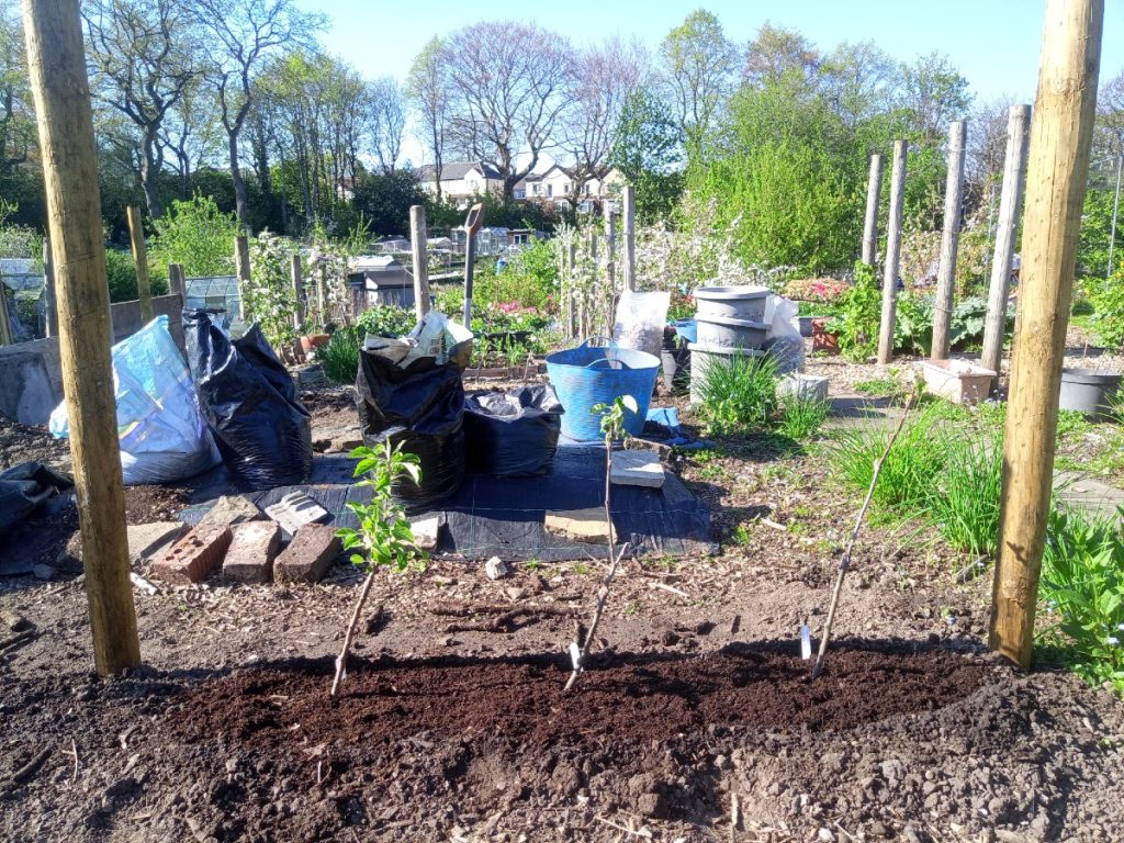 April 2025 - New cordon apple trees planted on the allotment