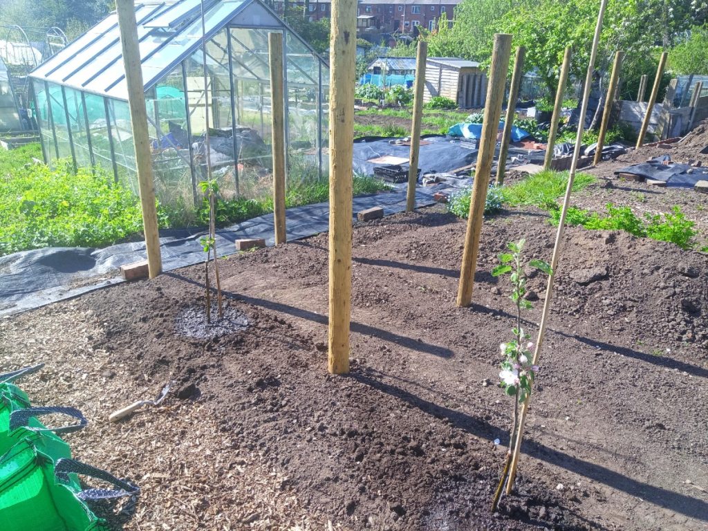 April 2025 - New tall spindle apple trees planted on the allotment
