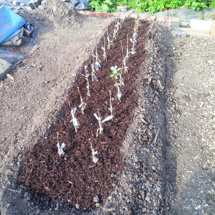 A double row of newly-grafted apple trees planted out in a nursery bed.