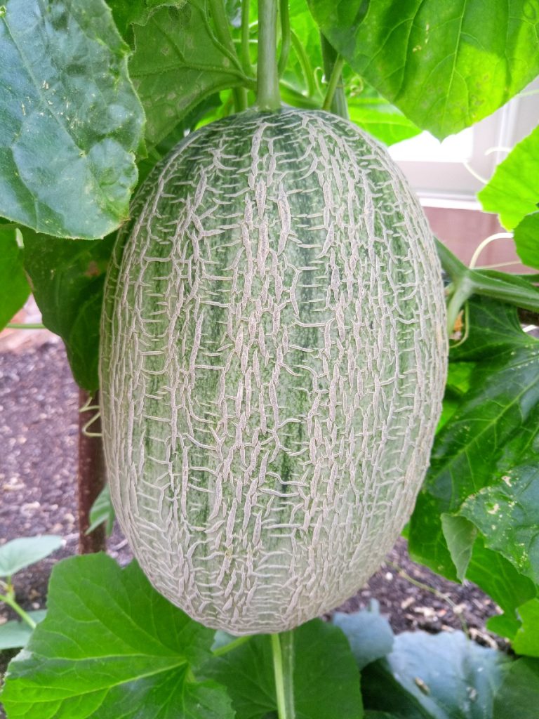 August 2025 - melon 'Emir' in full growth