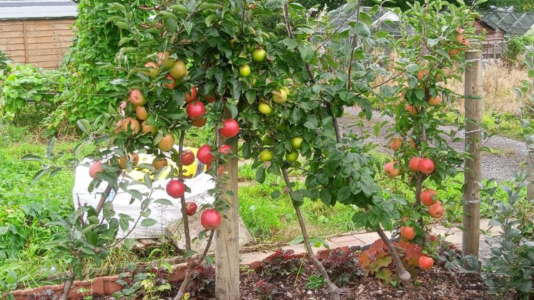 Cordon Apple Tree Update – Autumn 2025 Edition
