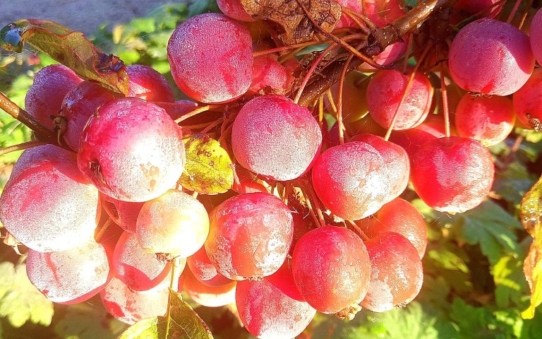 A cluster of frosted 'red sentinel' crab apples in bright sunshine