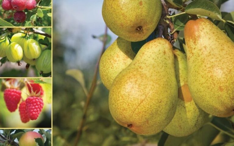Detail from the cover of 'Growing Fruit' by Chris Whitelock
