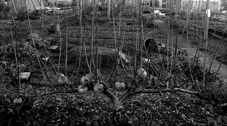 A monochrome photo of a stepover-trained apple tree on an allotment plot.