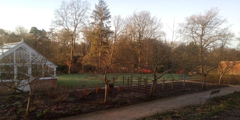 Winter Pruning: Canopy Lifting and Canopy Thinning in Action