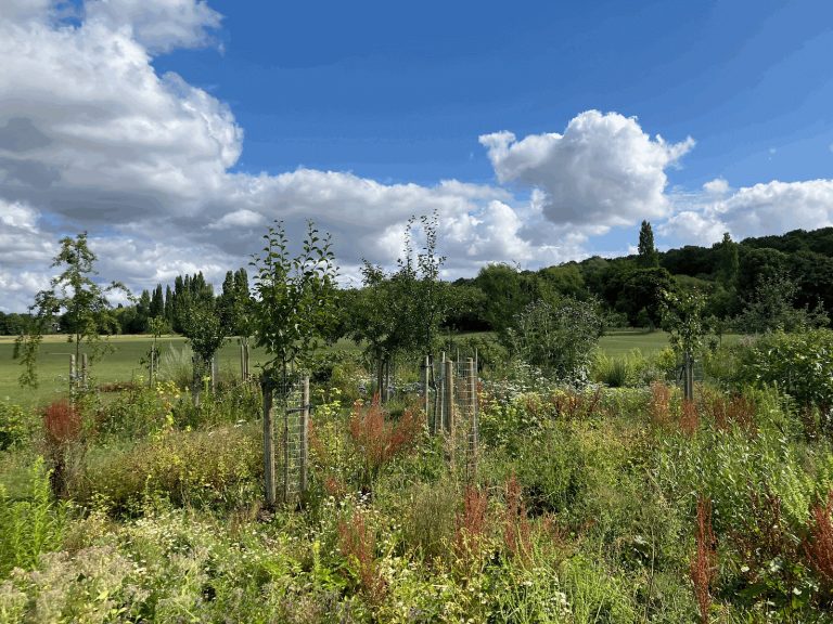 A group of fruit trees in a shrubby patch of land, with a wooded area in the background and blue sky above