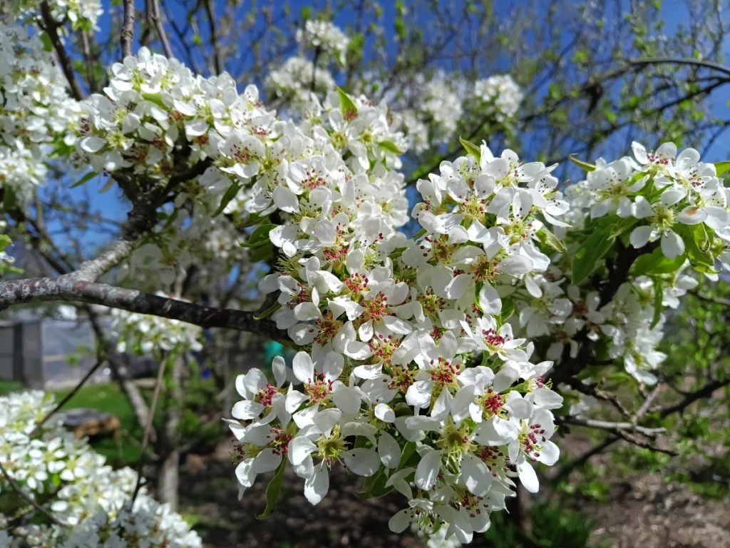 A spray of bright, white pear blossom on a pear tree branch
