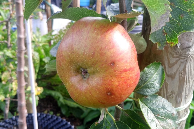 A single 'Bramley's Seedling' apple, golden yellow with red striping.