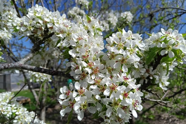 A spray of bright, white pear blossom on a pear tree branch