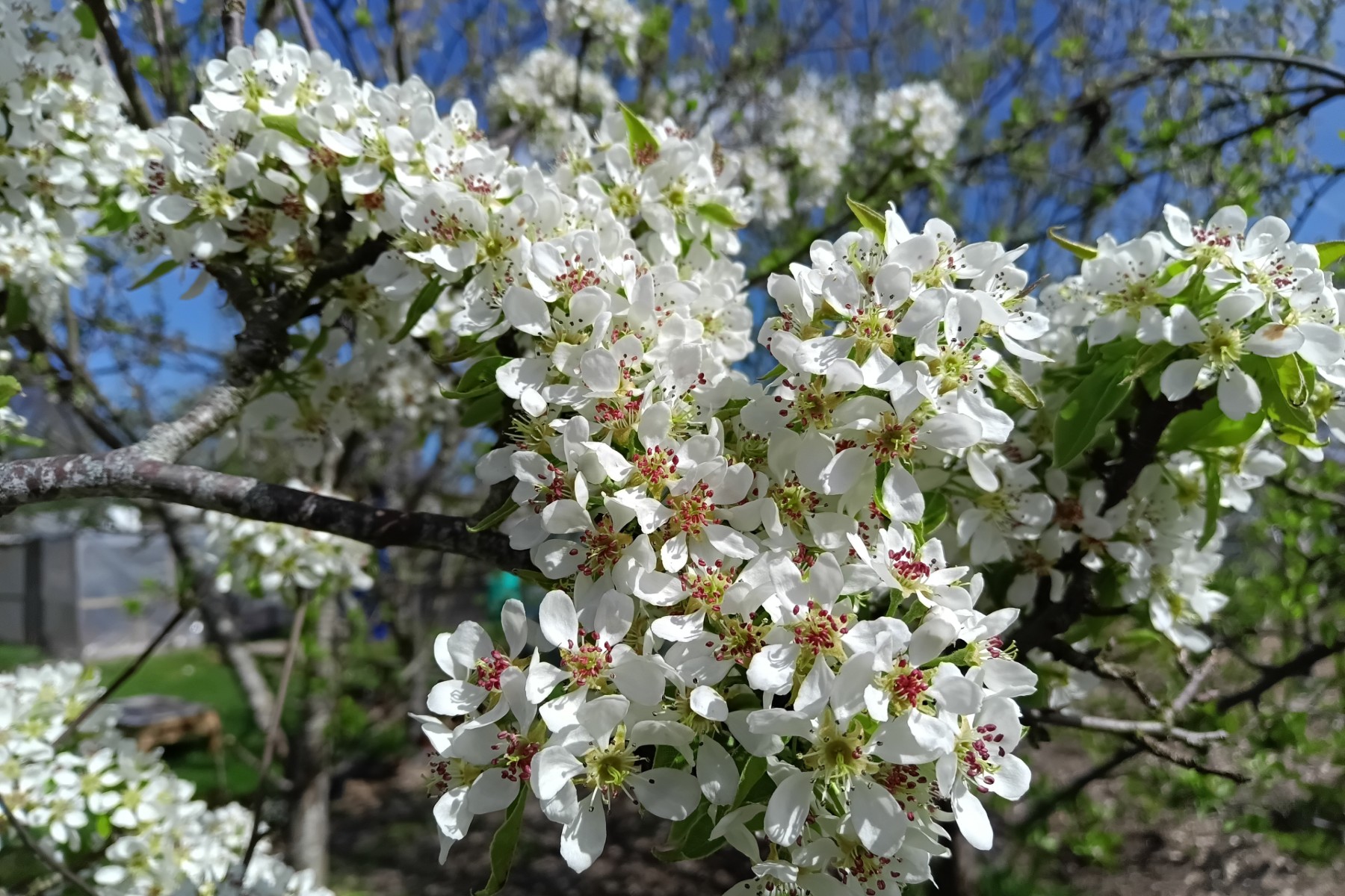 A spray of bright, white pear blossom on a pear tree branch