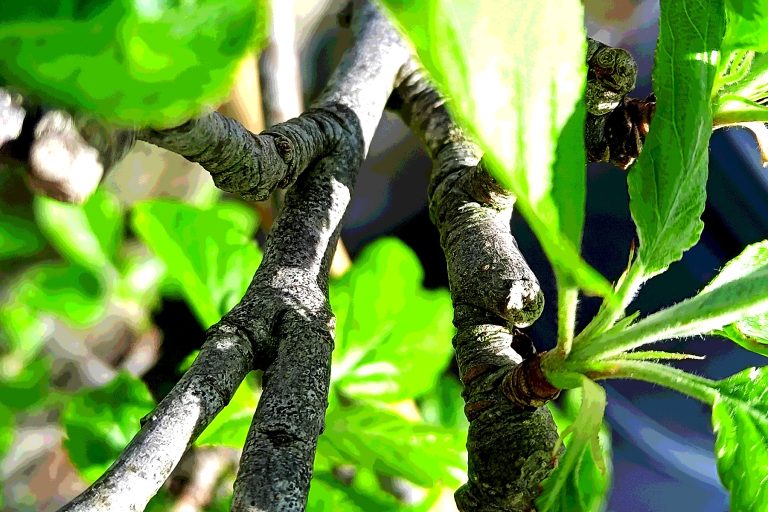 Five Years On: Development of a Fruiting Spur System