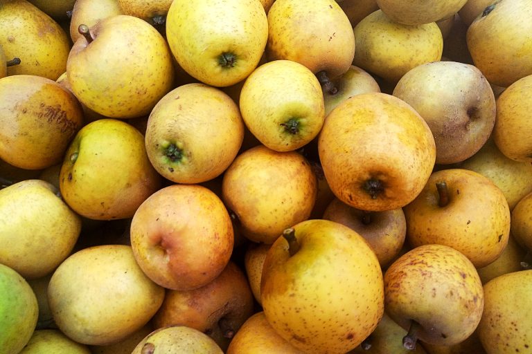 Small, golden-brown coloured 'Pitmaston Pine Apple' apples