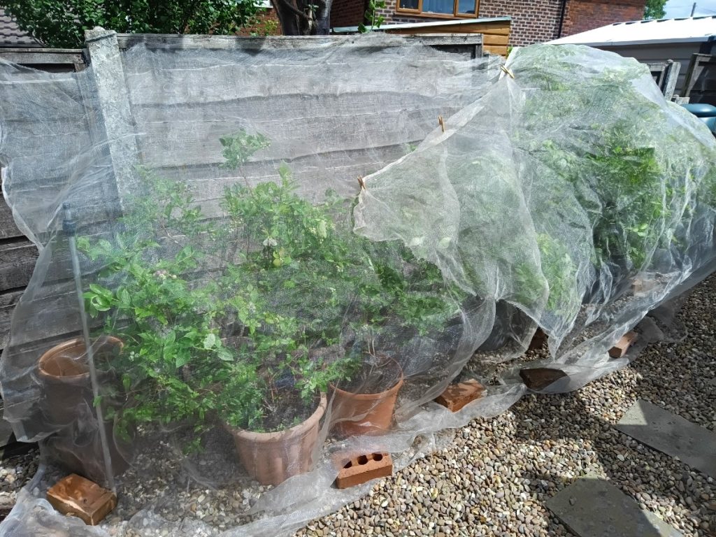 A row of blueberry bushes growing in pots, against a fence, covered over with 'enviromesh' fine plastic netting.