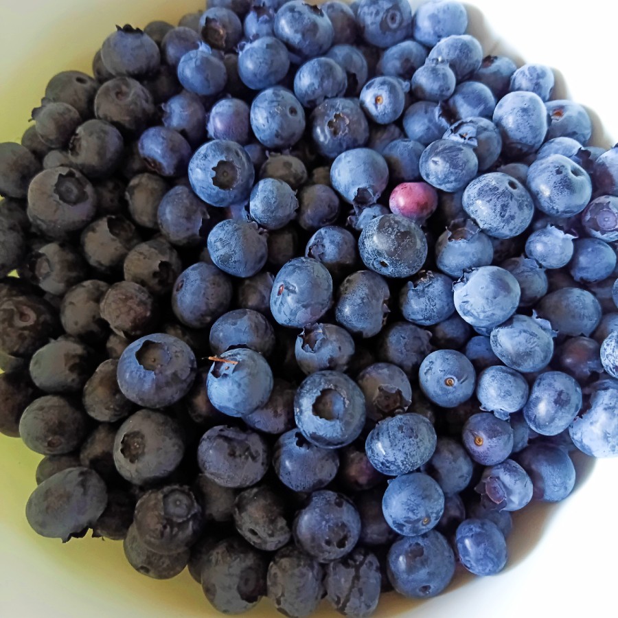 A mass of blueberries in a white plastic bowl.