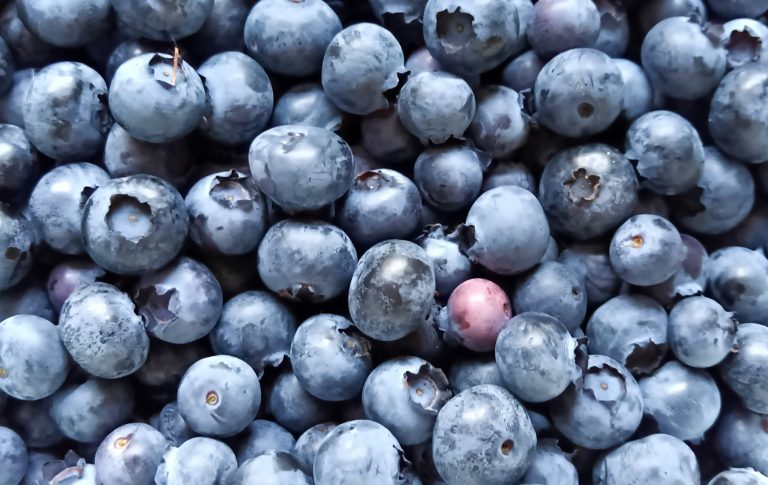 We’re Enjoying a Record Blueberry Harvest This Year
