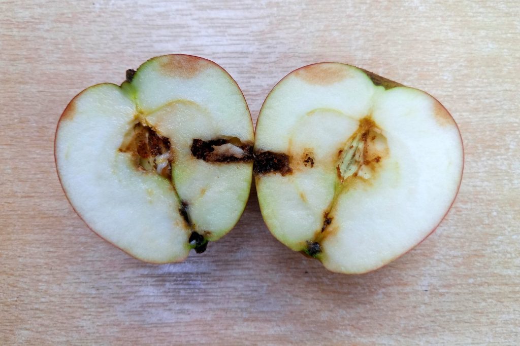 An apple, cut in half, showing codling moth damage