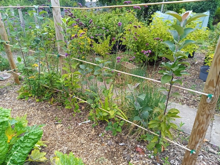A row of one-year-old cordon apple trees, growing against a cane and post support frame. In the background: Verbena bonariensis, and fruit bushes.